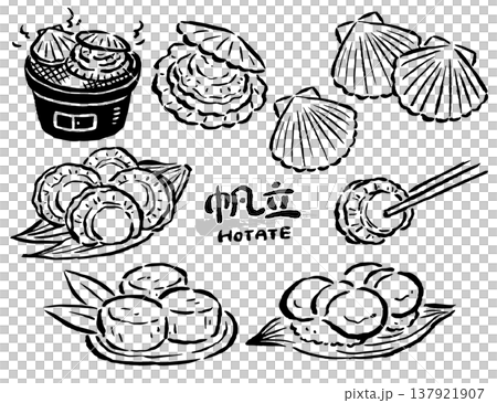 扇貝(貝類、菜餚等)——單色線條圖——插圖集 扇貝(貝類、菜餚等)——單色線條圖——插圖集 137921907