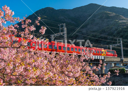 静岡河津町の河津桜と菜の花と鉄道 日本の風景 静岡河津町の河津桜と菜の花と鉄道 日本の風景 137921916