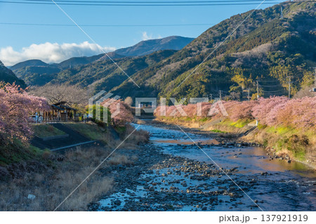 青空と静岡河津町の河津桜と菜の花と川沿いの桜並木 日本の風景 青空と静岡河津町の河津桜と菜の花と川沿いの桜並木 日本の風景 137921919