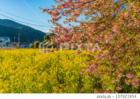 青空と静岡河津町の河津桜と菜の花 日本の風景 青空と静岡河津町の河津桜と菜の花 日本の風景 137921954