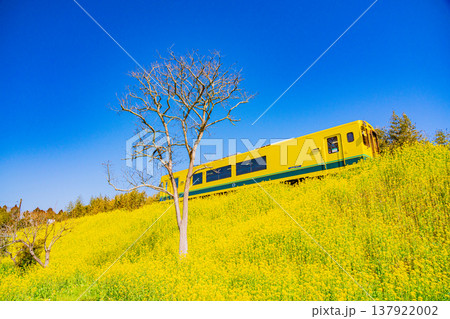 (千葉県)満開の菜の花畑を走る、いすみ鉄道の車両 (千葉県)満開の菜の花畑を走る、いすみ鉄道の車両 137922002
