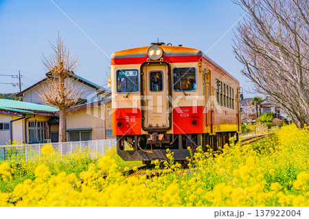 （千葉県）満開の菜の花畑を走る、いすみ鉄道の車両 137922004