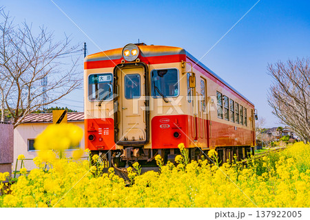 （千葉県）満開の菜の花畑を走る、いすみ鉄道の車両 137922005