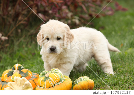 Adorable gold retriever puppy with pumpkins 137922137