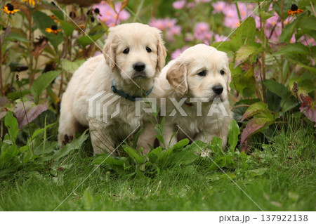 Two amazing puppies in the garden Two amazing puppies in the garden 137922138