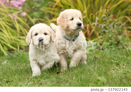 Two amazing puppies in the garden Two amazing puppies in the garden 137922145