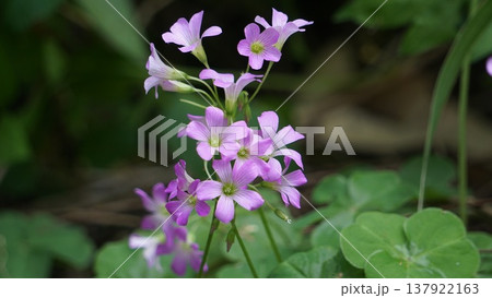 春の草花と柔らかな背景のナチュラル風景 春の草花と柔らかな背景のナチュラル風景 137922163