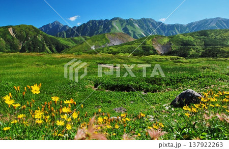 高山植物群落と立山連峰を望む 137922263
