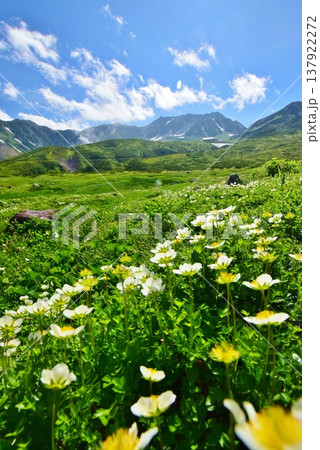 高山植物群落と立山連峰を望む 137922272