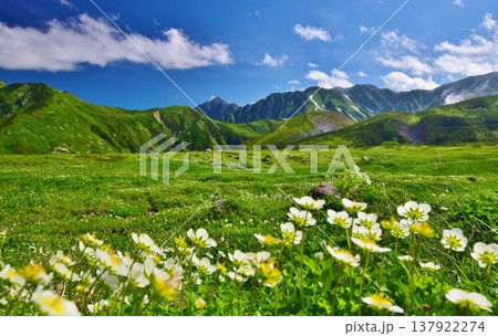 高山植物群落と立山連峰を望む 137922274