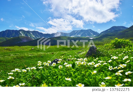 高山植物群落と立山連峰を望む 高山植物群落と立山連峰を望む 137922275