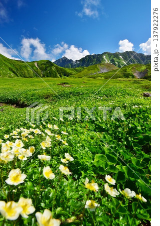 高山植物群落と立山連峰を望む 高山植物群落と立山連峰を望む 137922276