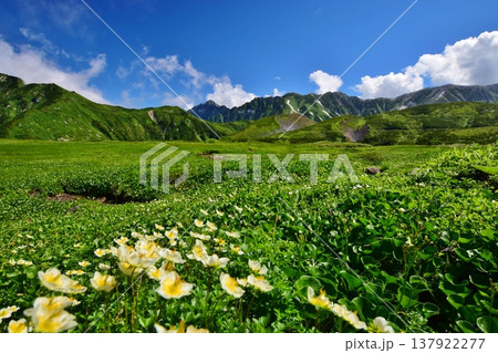 高山植物群落と立山連峰を望む 137922277