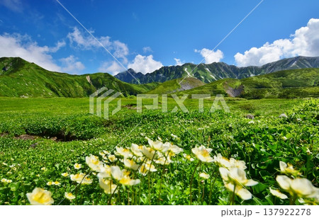 高山植物群落と立山連峰を望む 高山植物群落と立山連峰を望む 137922278