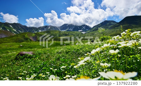 高山植物群落と立山連峰を望む 137922280