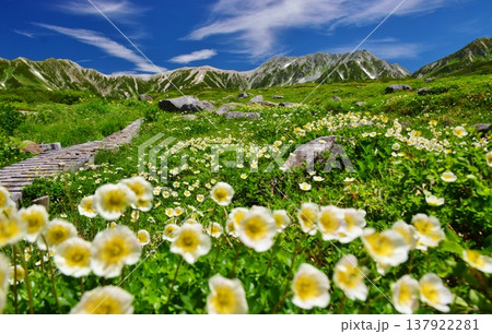 高山植物群落と立山連峰を望む 137922281