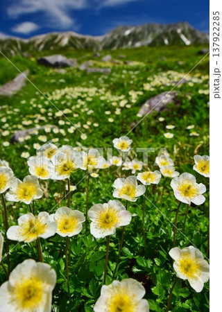 高山植物群落と立山連峰を望む 高山植物群落と立山連峰を望む 137922285