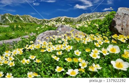 高山植物群落と立山連峰を望む 高山植物群落と立山連峰を望む 137922292