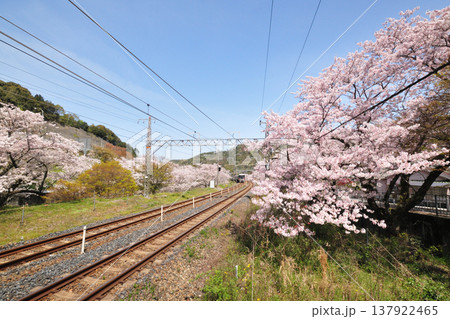 山中渓駅構内の桜並木　【大阪府阪南市】 137922465
