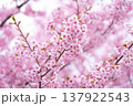 満開の河津桜 137922543