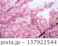 満開の河津桜 137922544