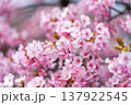 満開の河津桜 137922545
