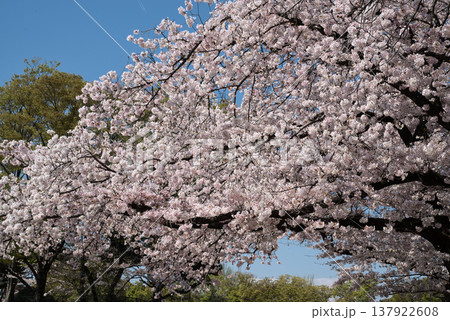 桜咲く 桜咲く 137922608