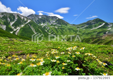 チングルマの花咲く立山アルパイン チングルマの花咲く立山アルパイン 137922665