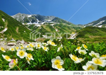 チングルマの花咲く立山アルパイン 137922678