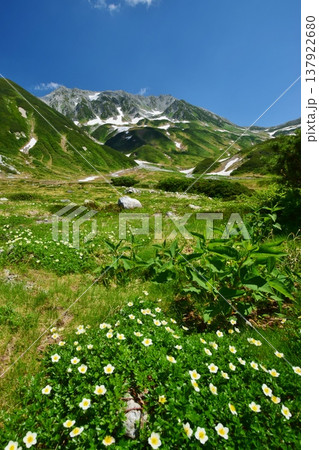 チングルマの花咲く立山アルパイン チングルマの花咲く立山アルパイン 137922680