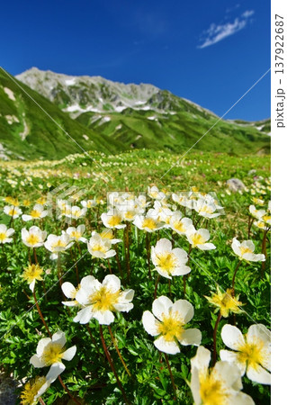チングルマの花咲く立山アルパイン 137922687