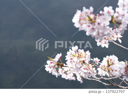 穏やかな春の日差しを浴びて揺れるピンクの桜の花 穏やかな春の日差しを浴びて揺れるピンクの桜の花 137922707