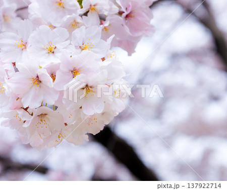 穏やかな春の日差しを浴びて揺れるピンクの桜の花 穏やかな春の日差しを浴びて揺れるピンクの桜の花 137922714