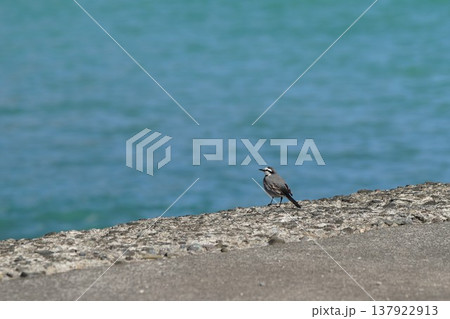 海辺のハクセキレイ 137922913