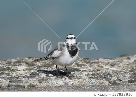 海辺のハクセキレイ 137922916