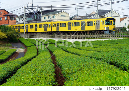 茶畑に沿って走る西武狭山線・西所沢行の2000系電車 茶畑に沿って走る西武狭山線・西所沢行の2000系電車 137922943
