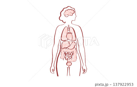 Internal Organs Sketch Internal Organs Sketch 137922953
