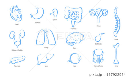 Internal Organs Sketch 137922954