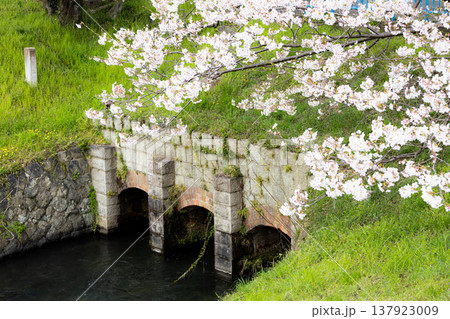 春の穏やかな日差しのなか咲くピンクの桜と水路のある風景 137923009