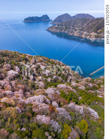 福井県若狭町、神子の山桜の全景。日本海と山桜が織りなす春の風物詩。常神半島、ドローン空撮。 137923059