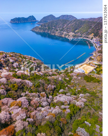 福井県若狭町、神子の山桜の全景。日本海と山桜が織りなす春の風物詩。常神半島、ドローン空撮。 福井県若狭町、神子の山桜の全景。日本海と山桜が織りなす春の風物詩。常神半島、ドローン空撮。 137923064