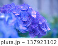 青い紫陽花のアップ 137923102