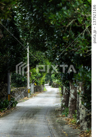 伊是名島のフクギ並木 137923166