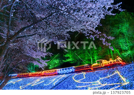 夜の桜と世界一小さい鉄道・ロムニー鉄道のイルミネーション　伊豆　修善寺　虹の郷　春 137923705