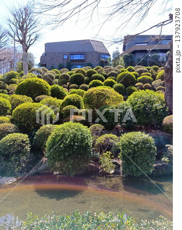 剪定された庭の植物 剪定された庭の植物 137923708