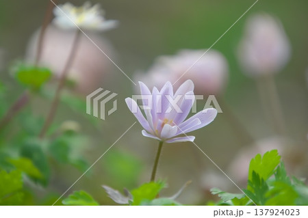 春の妖精　花が開く直前のユキワリイチゲ 137924023