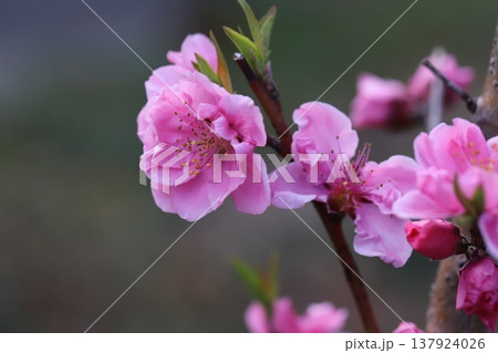 早春の公園に咲くピンク色の八重咲きの花桃（矢口桃）の花 137924026