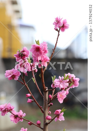 早春の公園に咲くピンク色の八重咲きの花桃（矢口桃）の花 137924032