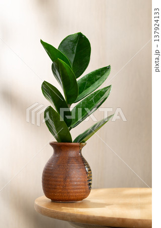 ZZ plant cutting in water in Japanese ceramic vase on wooden table with natural light minimal style ZZ plant cutting in water in Japanese ceramic vase on wooden table with natural light minimal style 137924133