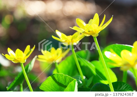 リュウキンカの黄色い花 137924367